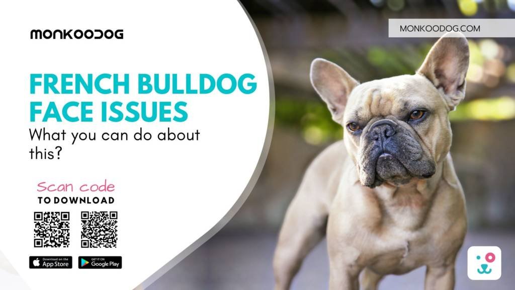 Common health Issues of French Bulldogs