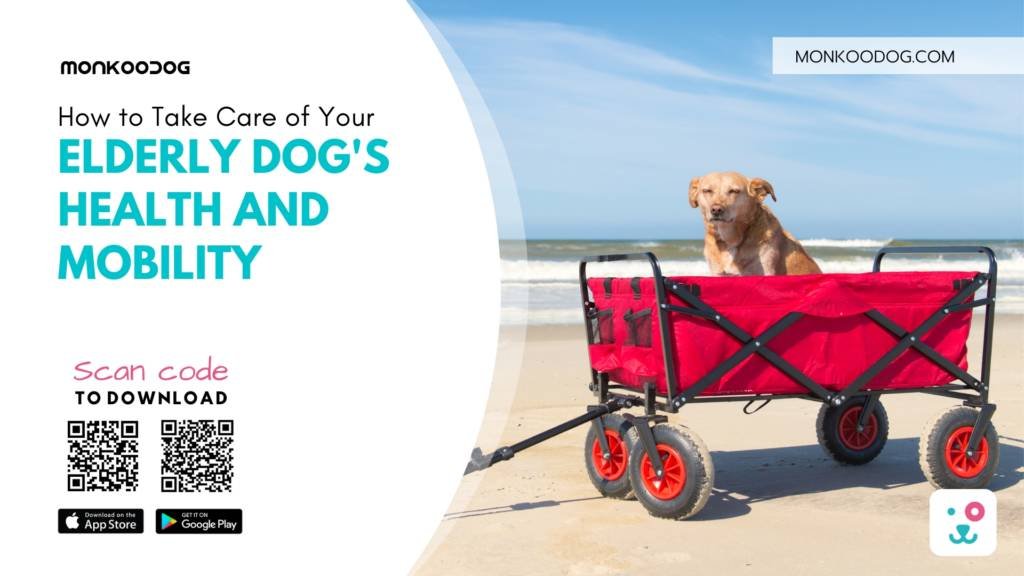 How to Take Care of Your Elderly Dog's Health and Mobility