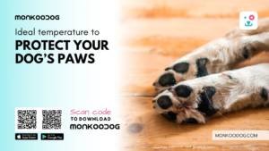 protect your dog's paws