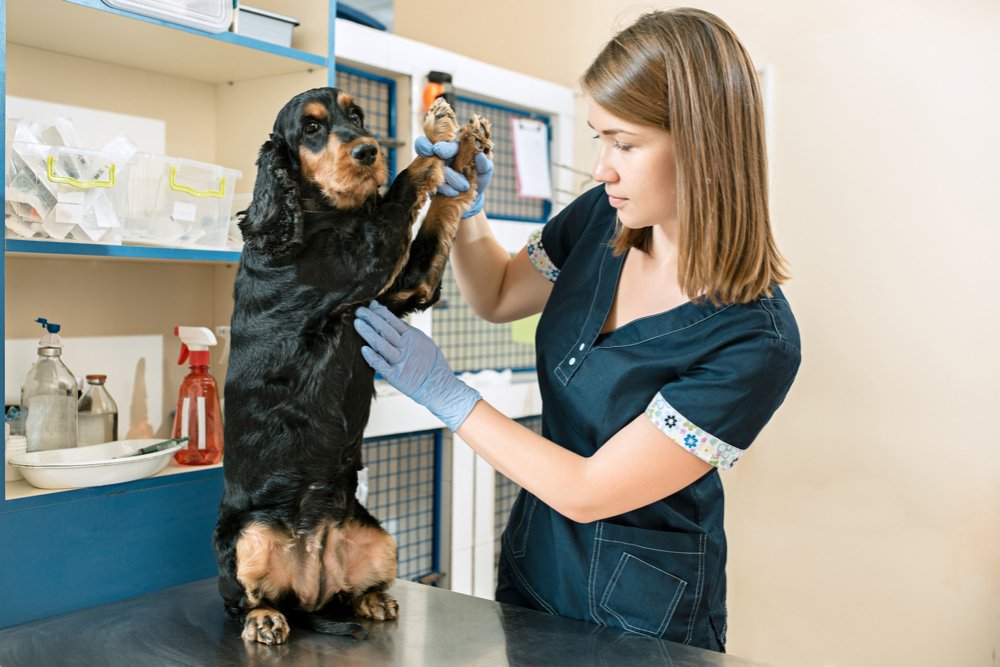 vet checking dog's paws
