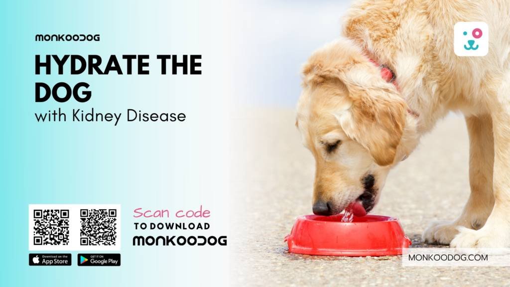 How to hydrate the dog with kidney disease-2