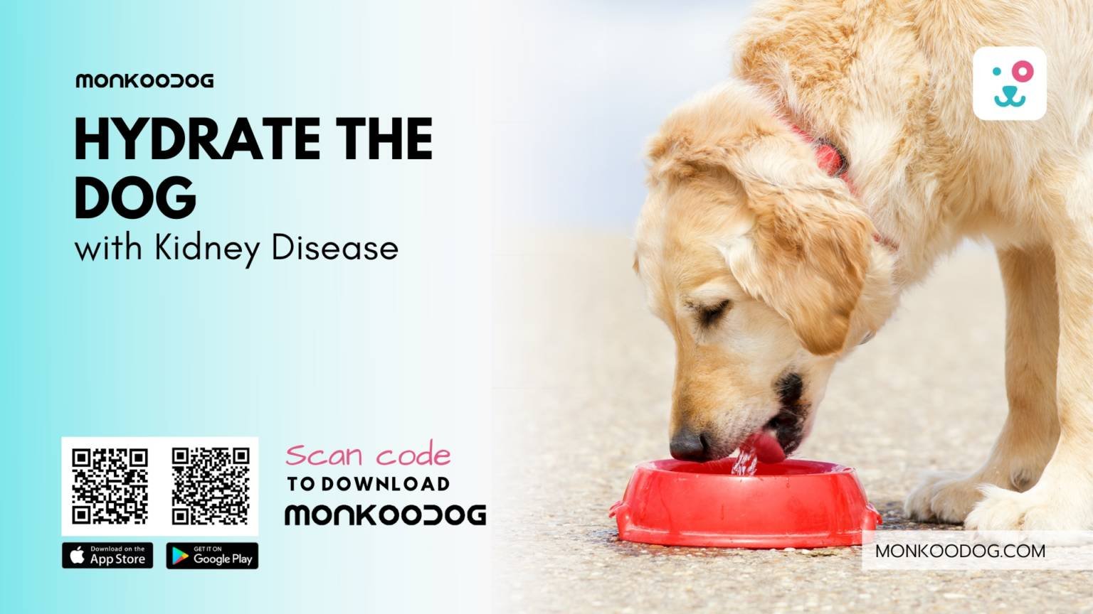 Picture of dog with kidney disease