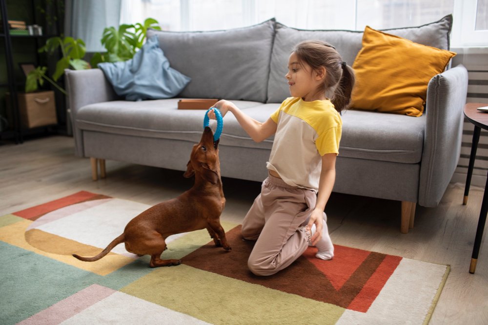 a cute dog playing with a kid indoor.