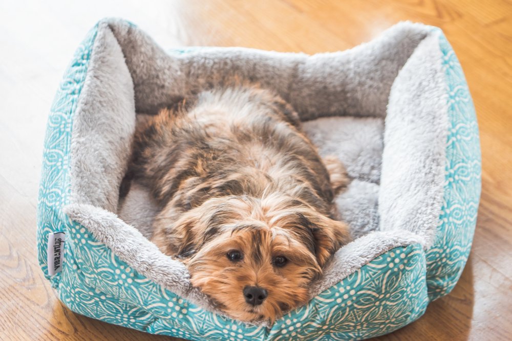A cute little shihtzu dog lying in his warm and cozy dog bed