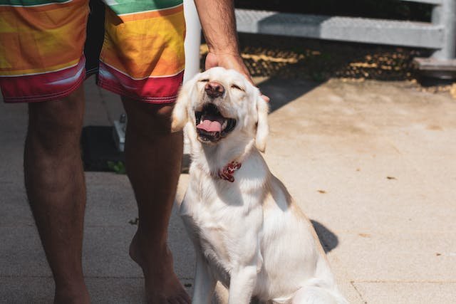 cute happy labrdor retriever