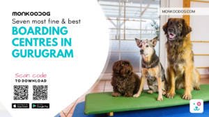 dog boarding centres in gurugram