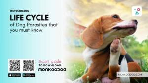 The Lifecycle Of Dog Parasites What Every Owner Should Know