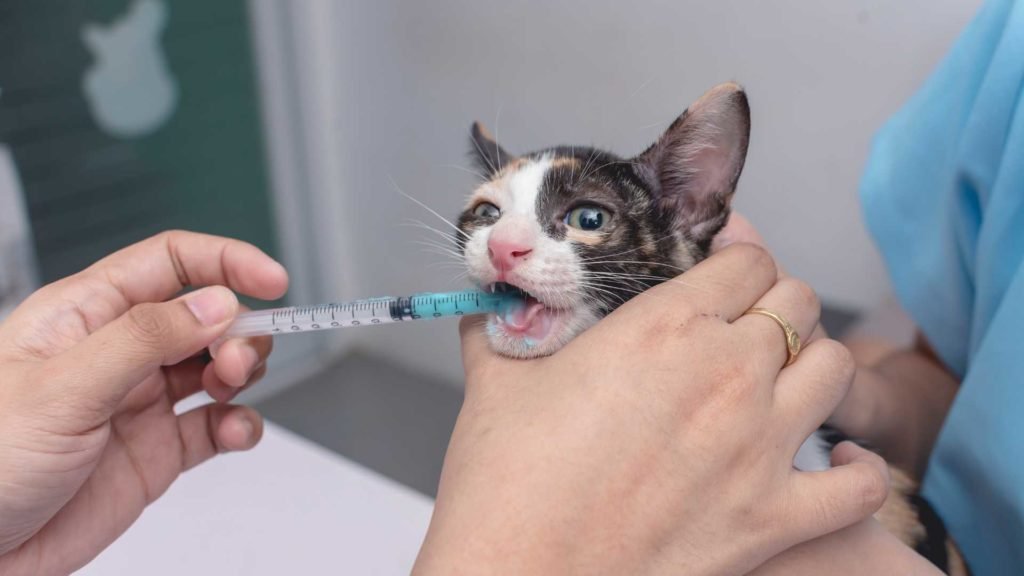 de-worming the cat at early age
