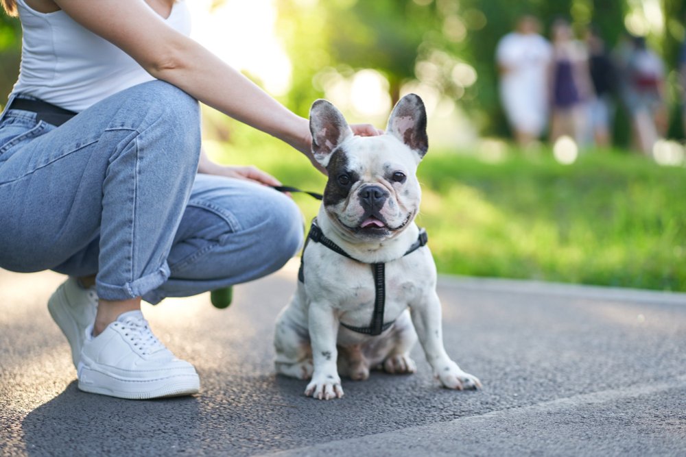 common health problems of french bulldog