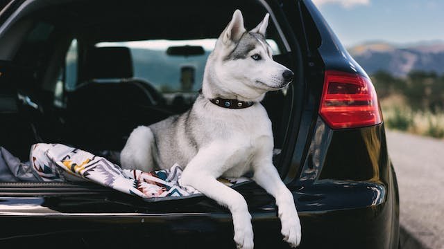 husky dog sitting in car truck