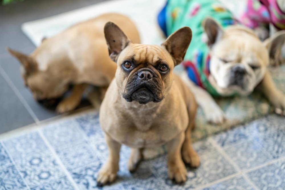 common health problems of weight gaining in french bulldogs