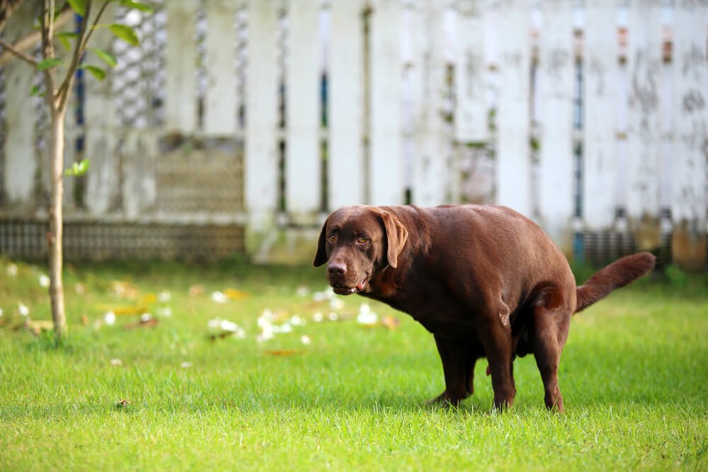 labrador dog pooing in garden

