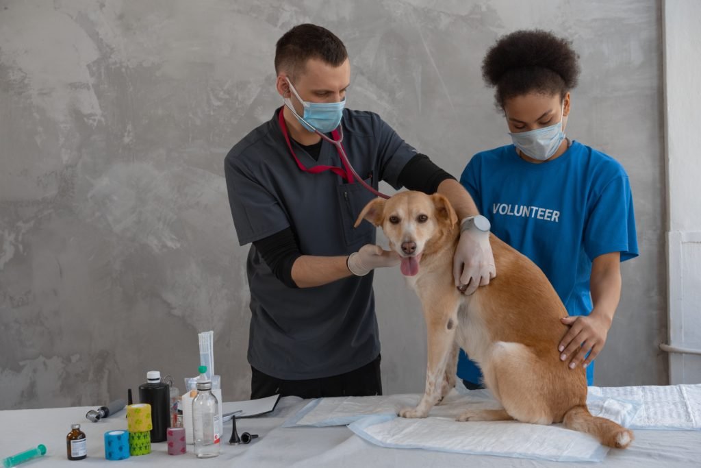 A veterinarian and a volunteer examining a dog
