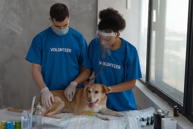 Two students checking the heartbeat of dog
