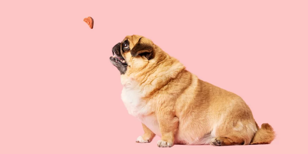 a overweight pug dog is looking at flying food