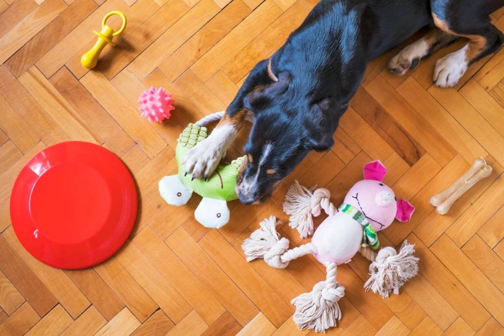 mental stimulation games for dogs