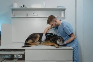 vet checking heartbeat of german shepherd dog