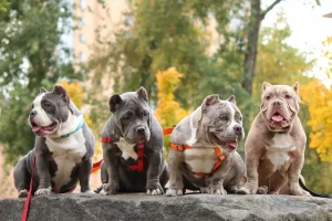 4 cute bully breeds sitting together in line