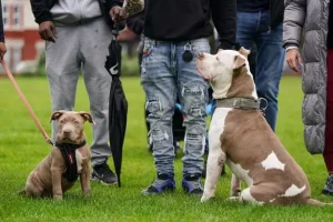 bully puppy and adult pitbull dog with its trainers