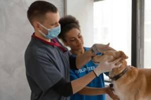 veterinarian-checking-dog