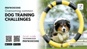 Overcoming Common Dog Training Challenges