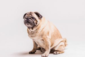 an obese dog pug