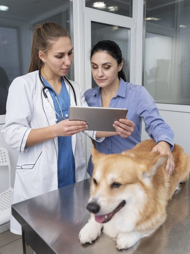 10 Signs That Indicate Your Pet Needs A Vet Visit To The Veterinary Doctors
