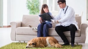 dog vet talking to dog owner about dogs health.