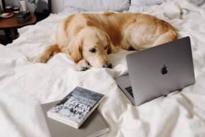 a-sad-golden-retriever-dog-lying-on-the-bed